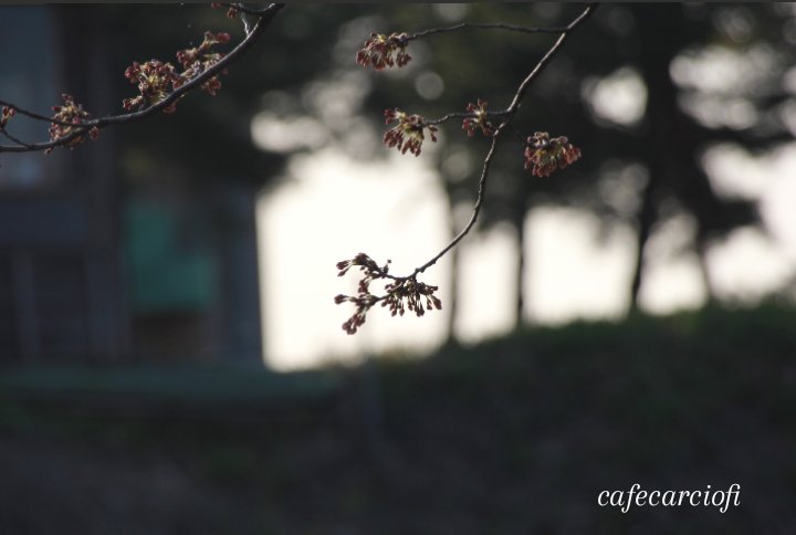 CafeCarciofi's tweet photo. 小千谷の桜。まだほとんど蕾でした😅暖かくなったら今週辺りが見頃かな…🙄🌸 https://t.co/b1y0VS2w2i