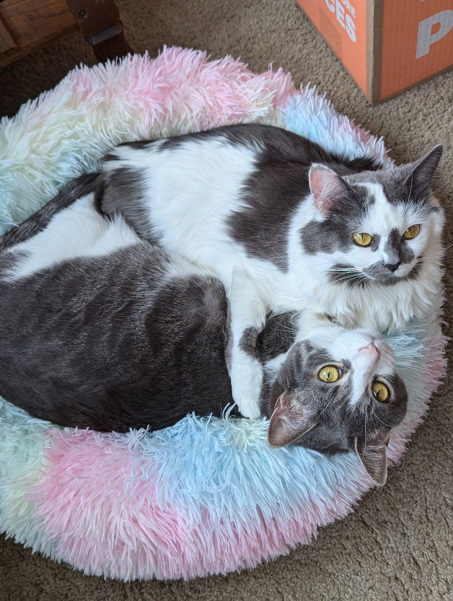 SkrungusDaisy's tweet image. I just realized that some of you guys might not know who is who. For future reference, Skrungus has a tabby coat, Daisy has a fluffy coat, and Smoky has a black coat. Hope this helps ☺️