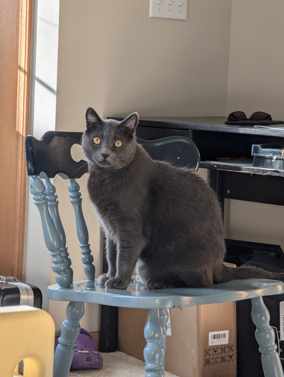 SkrungusDaisy's tweet image. I just realized that some of you guys might not know who is who. For future reference, Skrungus has a tabby coat, Daisy has a fluffy coat, and Smoky has a black coat. Hope this helps ☺️