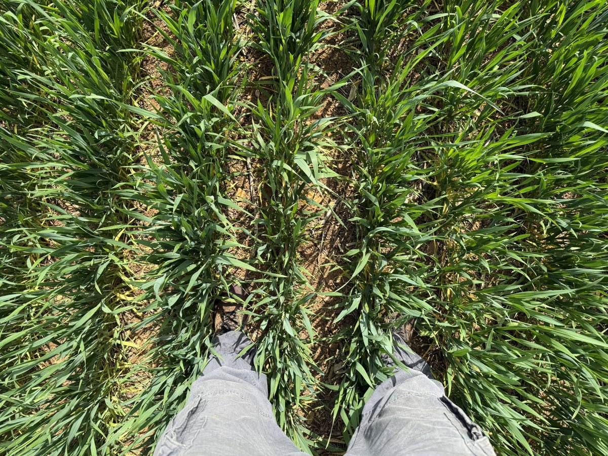 Stéphane Olivier 🇫🇷 tweet media