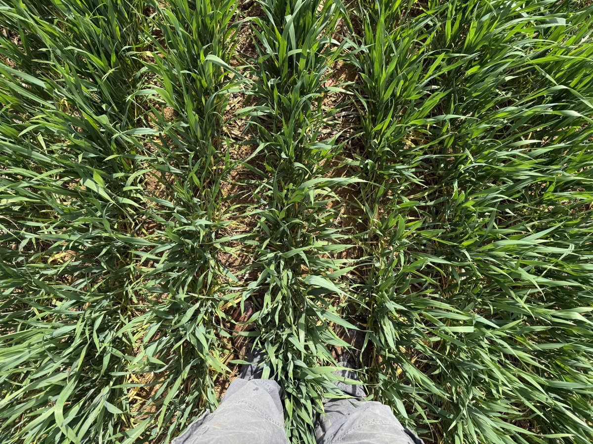 Stéphane Olivier 🇫🇷 tweet media