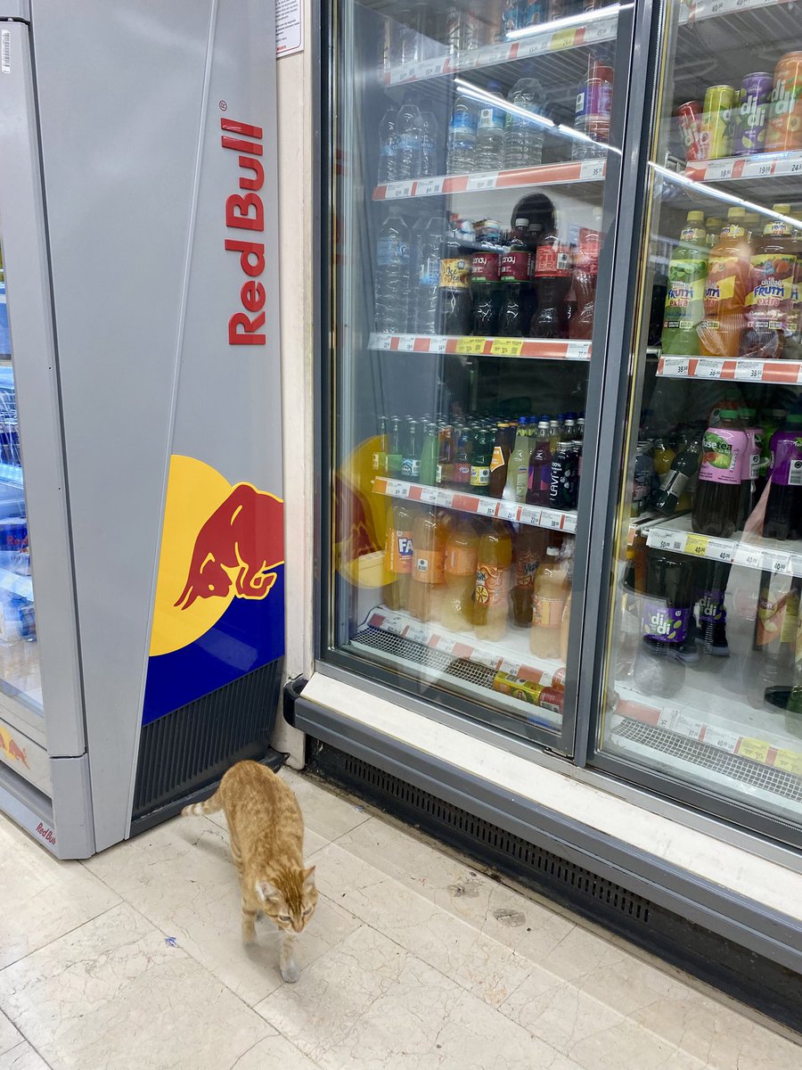 Bıktık marketteki kedilerden! 
Merter çarşı Migros <a href="/KediSorunu/">Başıboş Kedi Sorunu - Stray Cat Problem</a> <a href="/denetlecomtr/">denetle!</a> <a href="/TCTarim/">T.C. Tarım ve Orman Bakanlığı</a> <a href="/Migros_Turkiye/">Migros Türkiye</a>