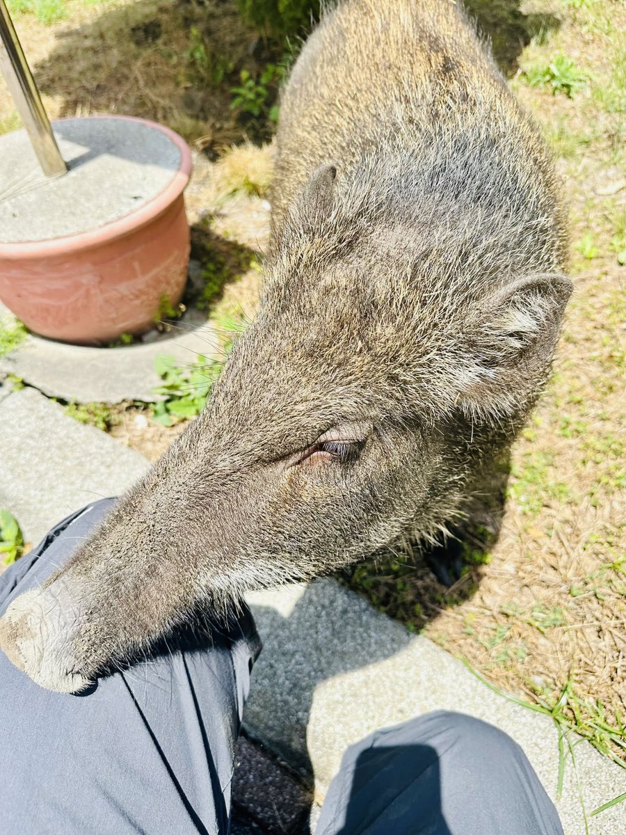 Koju249's tweet photo. #タイワンイノシシとてもかわいい

繼上次我去建和部落看到小山豬
（小時候身上會有條紋）
這次我真的看到成年的山豬
非常驚喜！

後來知道她是從小被養到大
名字叫做皮皮
非常有自己的想法
主人說什麼都沒在聽的😂

而且很親人耶
豬鼻朝我一直嘟過來
（抱歉我身上沒有帶著芋頭）
真的是太可愛了啦❤️ https://t.co/L8bnhnt7d5