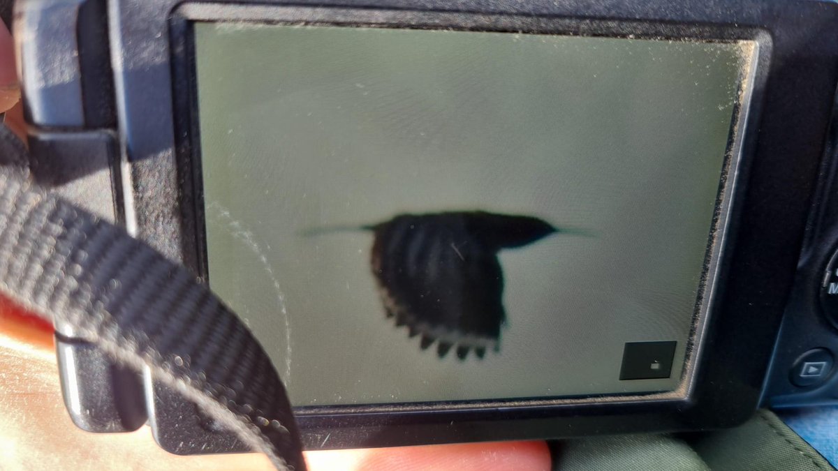 Ben Rumsby (@brnature1) on Twitter photo YES! Hoopoe just flown over the river <a href="/RSPBRainham/">RSPB Rainham Marshes</a> towards Crayford marshes. Came of the tip managed a pic as it went through. Patch Mega!! <a href="/EssexBirdNews/">EBwS Bird News</a> <a href="/RareBirdAlertUK/">RareBirdAlertUK</a> <a href="/BirdGuides/">BirdGuides</a> <a href="/LondonBirdClub/">London Bird Club</a> YES! Hoopoe just flown over the river <a href="/RSPBRainham/">RSPB Rainham Marshes</a> towards Crayford marshes. Came of the tip managed a pic as it went through. Patch Mega!! <a href="/EssexBirdNews/">EBwS Bird News</a> <a href="/RareBirdAlertUK/">RareBirdAlertUK</a> <a href="/BirdGuides/">BirdGuides</a> <a href="/LondonBirdClub/">London Bird Club</a>