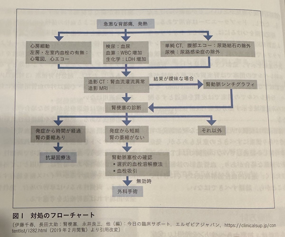 ◯腎梗塞
片側あるいは両側性に腎動脈主幹部もしくはその分枝がなんらかの原因により閉塞し、虚血・低酸素により腎組織が障害を受ける疾患である。