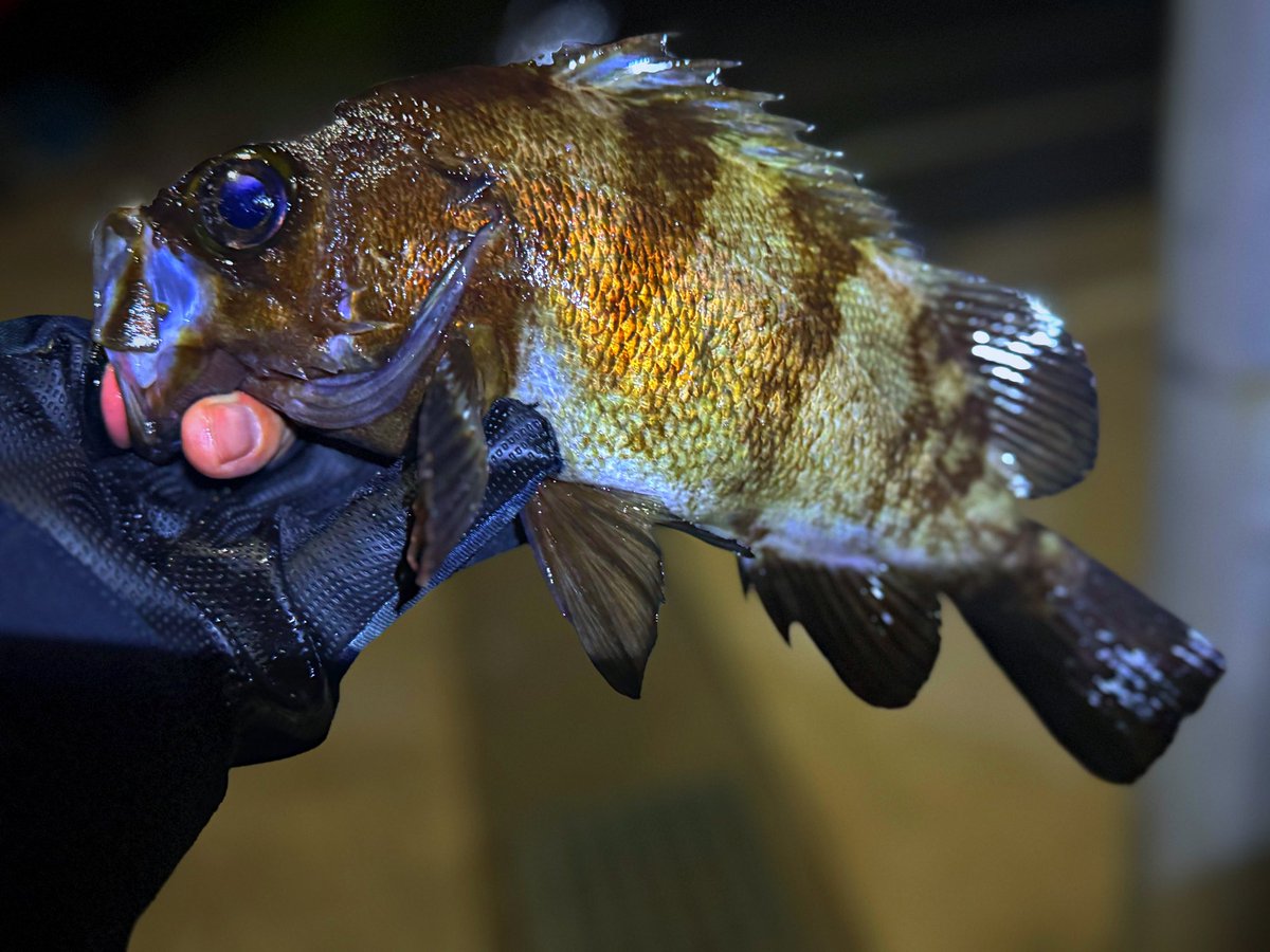 リチャサワー (@___p_sour7) on Twitter photo 