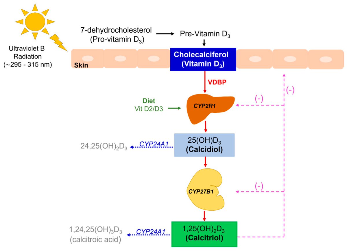 MetabolitesMDPI's tweet photo. #Vitamin D is essential for the #immune system. Patients with #autoimmune diseases should #maintain #adequate levels to slow disease progression and improve #prognosis.
Learn more about this in the paper:
https://t.co/mYn1pm55mP https://t.co/5miPTNC3qZ