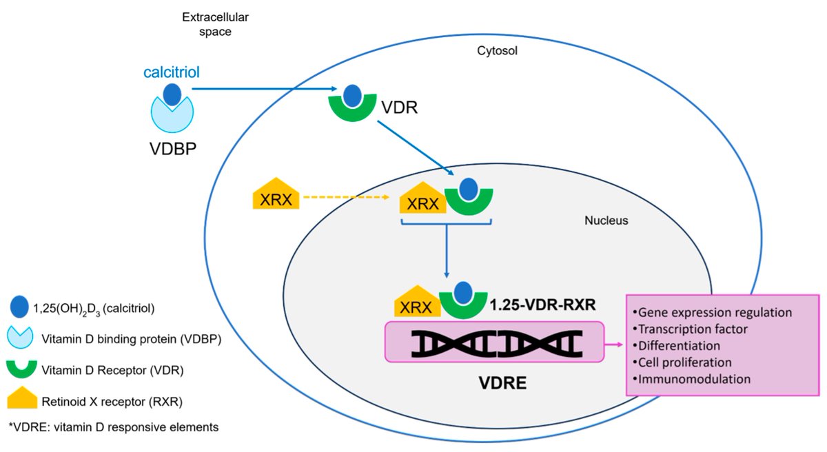 MetabolitesMDPI's tweet photo. #Vitamin D is essential for the #immune system. Patients with #autoimmune diseases should #maintain #adequate levels to slow disease progression and improve #prognosis.
Learn more about this in the paper:
https://t.co/mYn1pm55mP https://t.co/5miPTNC3qZ