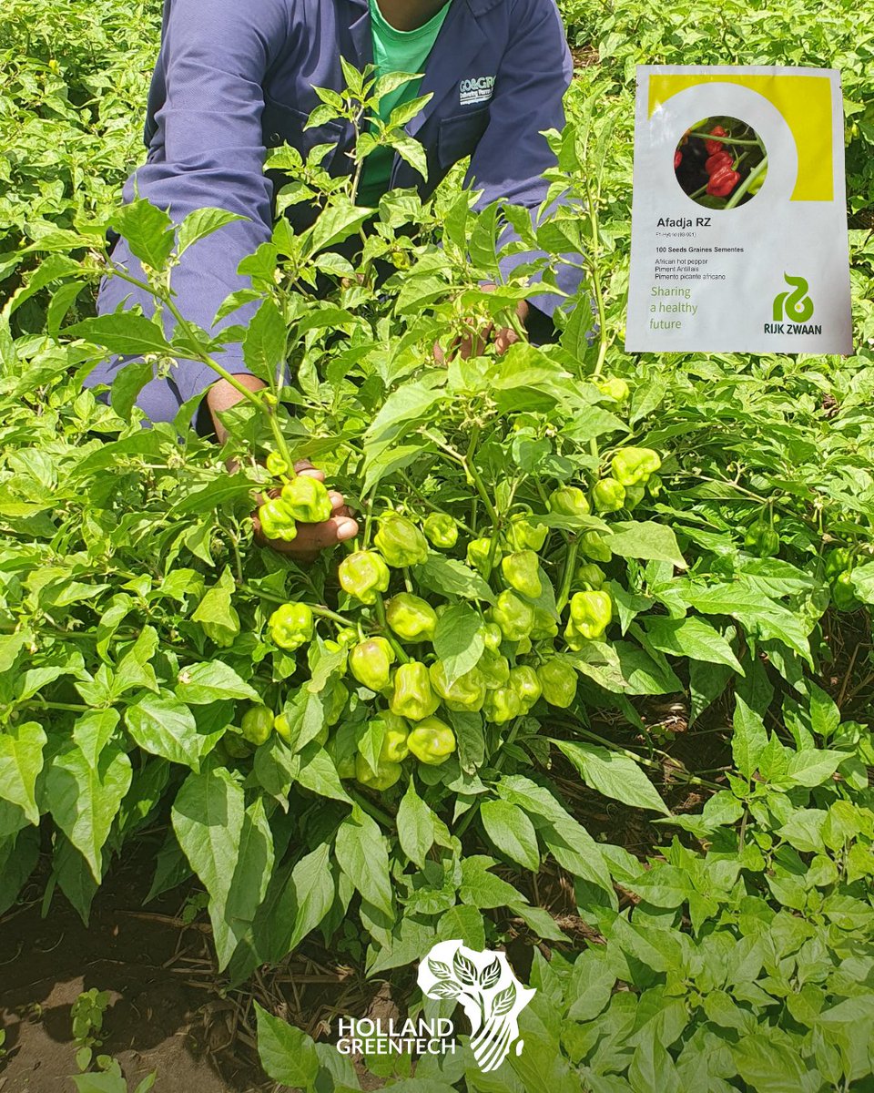 Successful Hot pepper farming in Gatsibo district 📍
How can you grow hot pepper in Rwanda, you ask?
We are here to offer the best seeds and experts, visit us or contact us and transform your land into a thriving hot pepper farm.
.
.
.
#hotpepperproduction