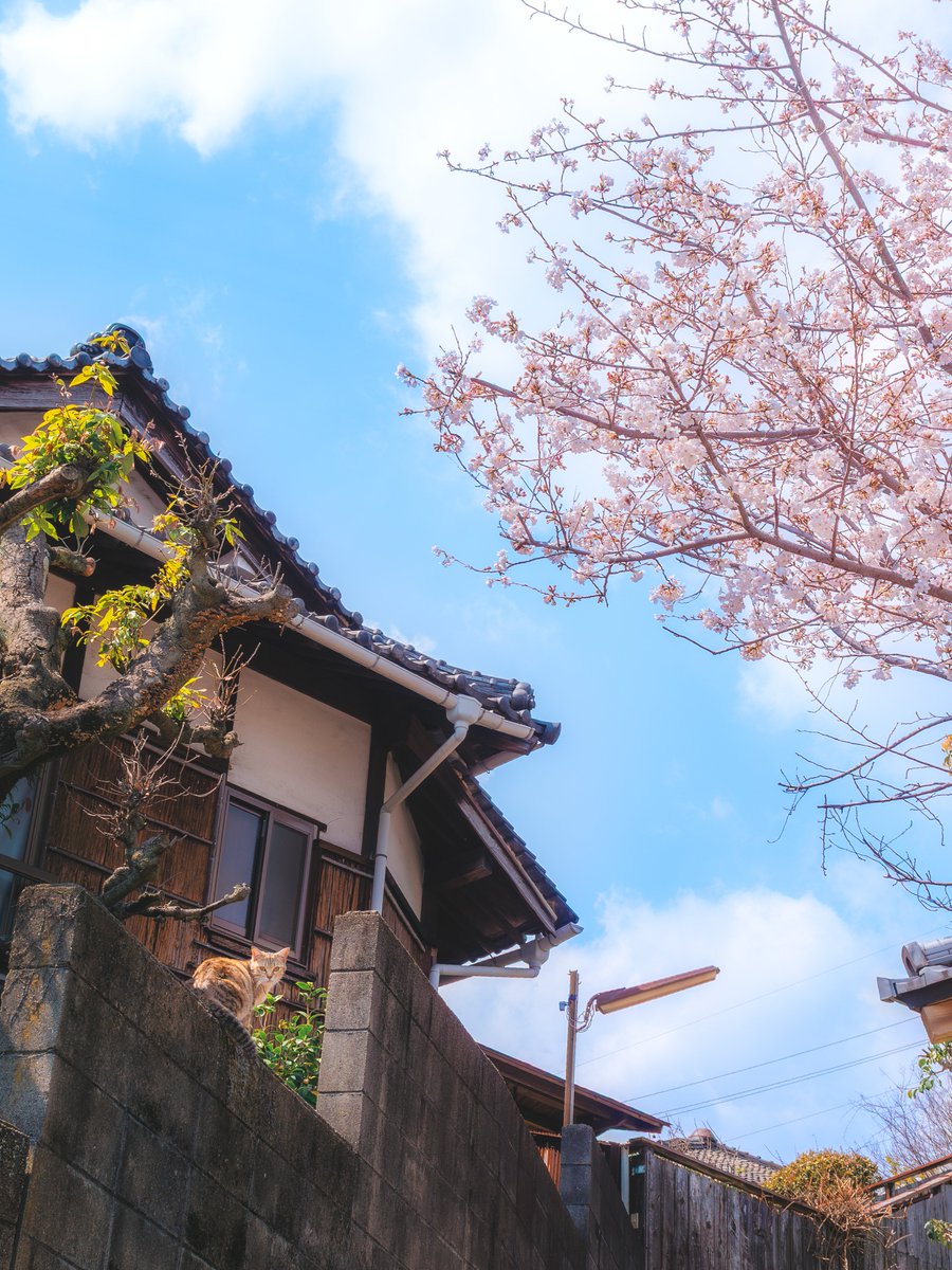 Ryoppi05670209's tweet image. さくら日和のお留守番.