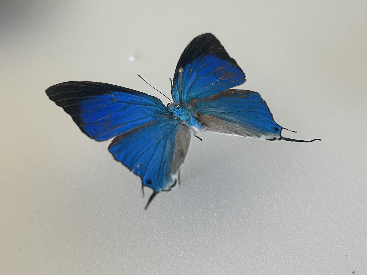 Pseudolycaena marsyas
ビカビカ青繋がり。フタオも良い。