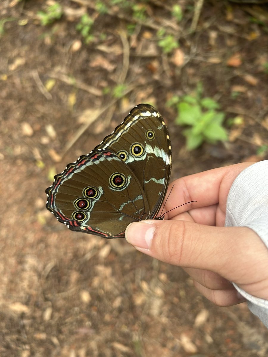 モルフォの魅力の真髄は裏面にあると思う。眼点の色が上下で違うなど、大変良い。