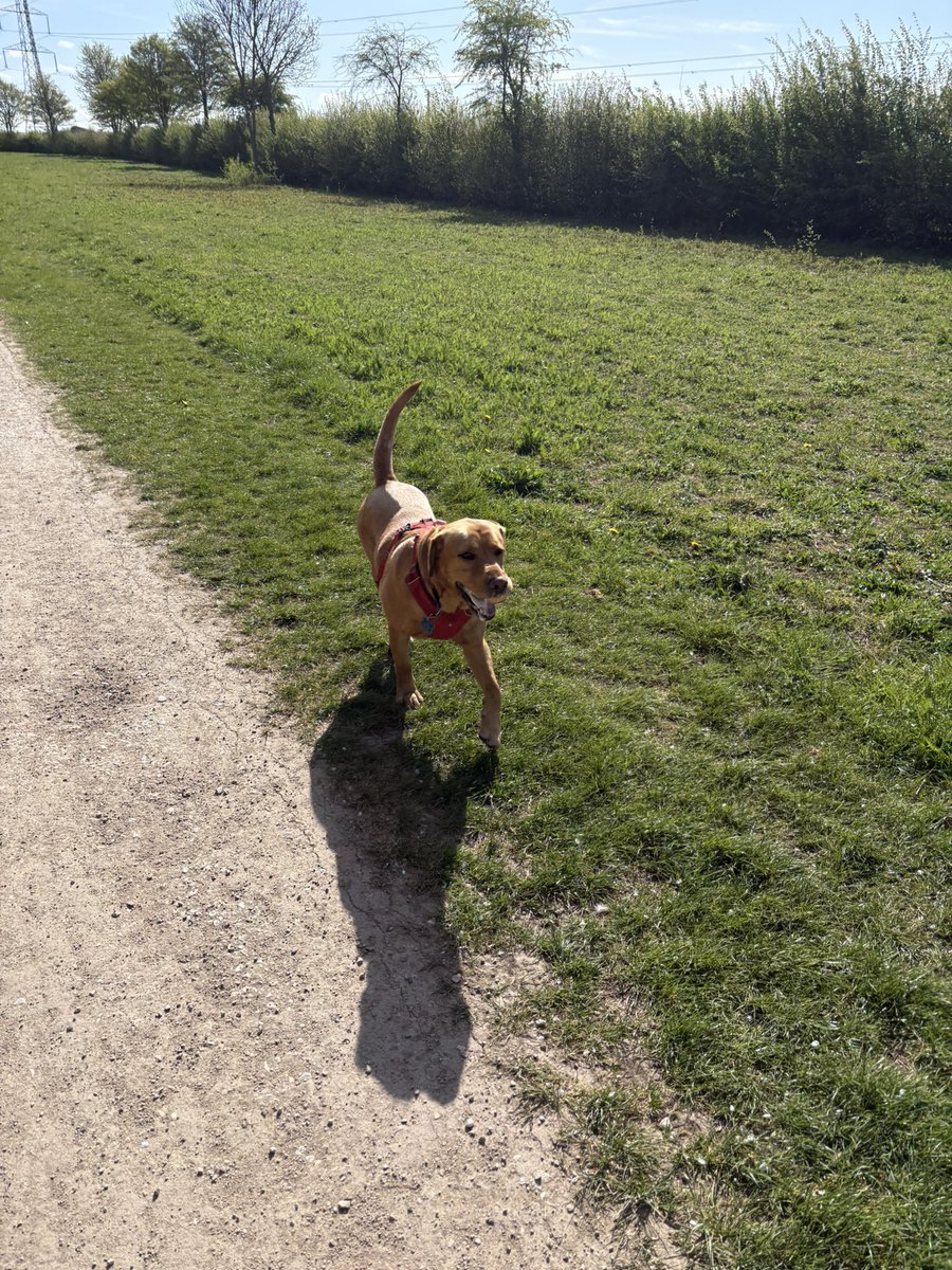 mickfox200's tweet photo. Rest day shenanigans with #theapprentice...
#noworkshortsrequired..#bluesky
#fundaymonday..💙☀️🧡🐾😎 https://t.co/cygjwBQemX