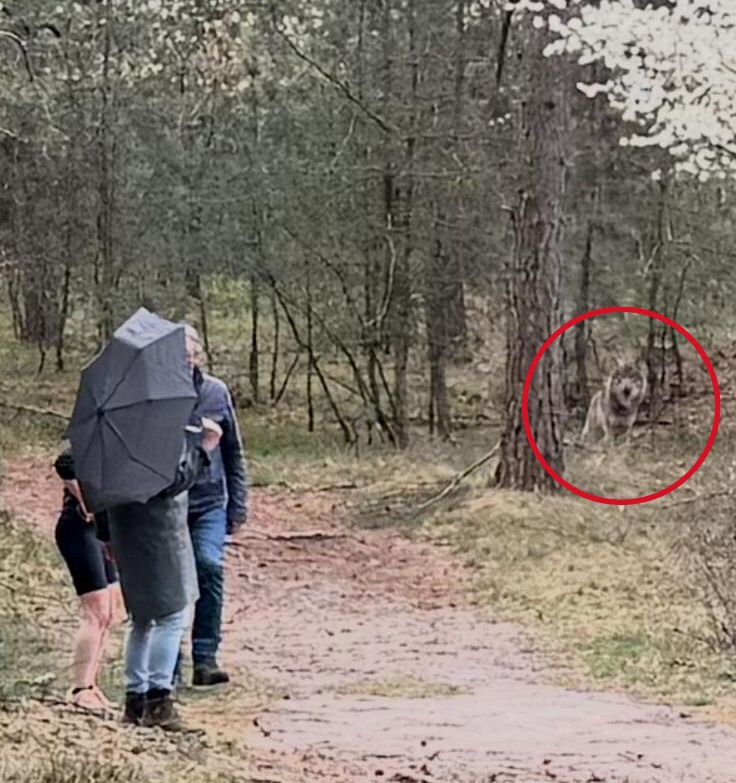 NOS: "Hardloopster gebeten in Park Hoge Veluwe, vermoedelijk door een wolf." Terwijl het toch overduidelijk een giraffe is. 
Provincie: "We bereiden ons voor op stappen voor het geval dezelfde wolf weer dit soort gedrag gaat vertonen." Gewoon wachten tot de volgende beet.