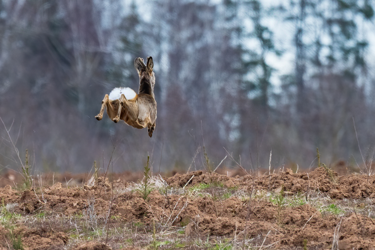 Šis, laikam, fizikas stundās, kad tika runāts par gravitāciju gulēja. Saldus novads.
