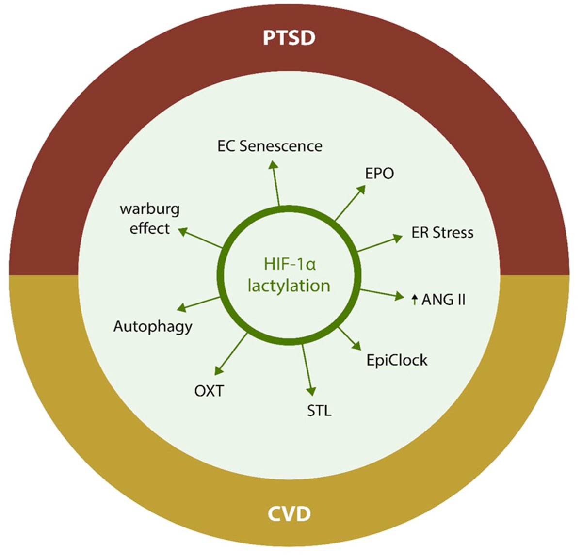 📚 Read our #published Review "Recent Developments in #Protein #Lactylation in #PTSD and #CVD: Novel Strategies and Targets" by Zisis Kozlakidis, Patricia Shi, Ganna Abarbanel, Carolina Klein and Adonis Sfera 

🔺 Access the full text at: mdpi.com/2673-6284/12/2…