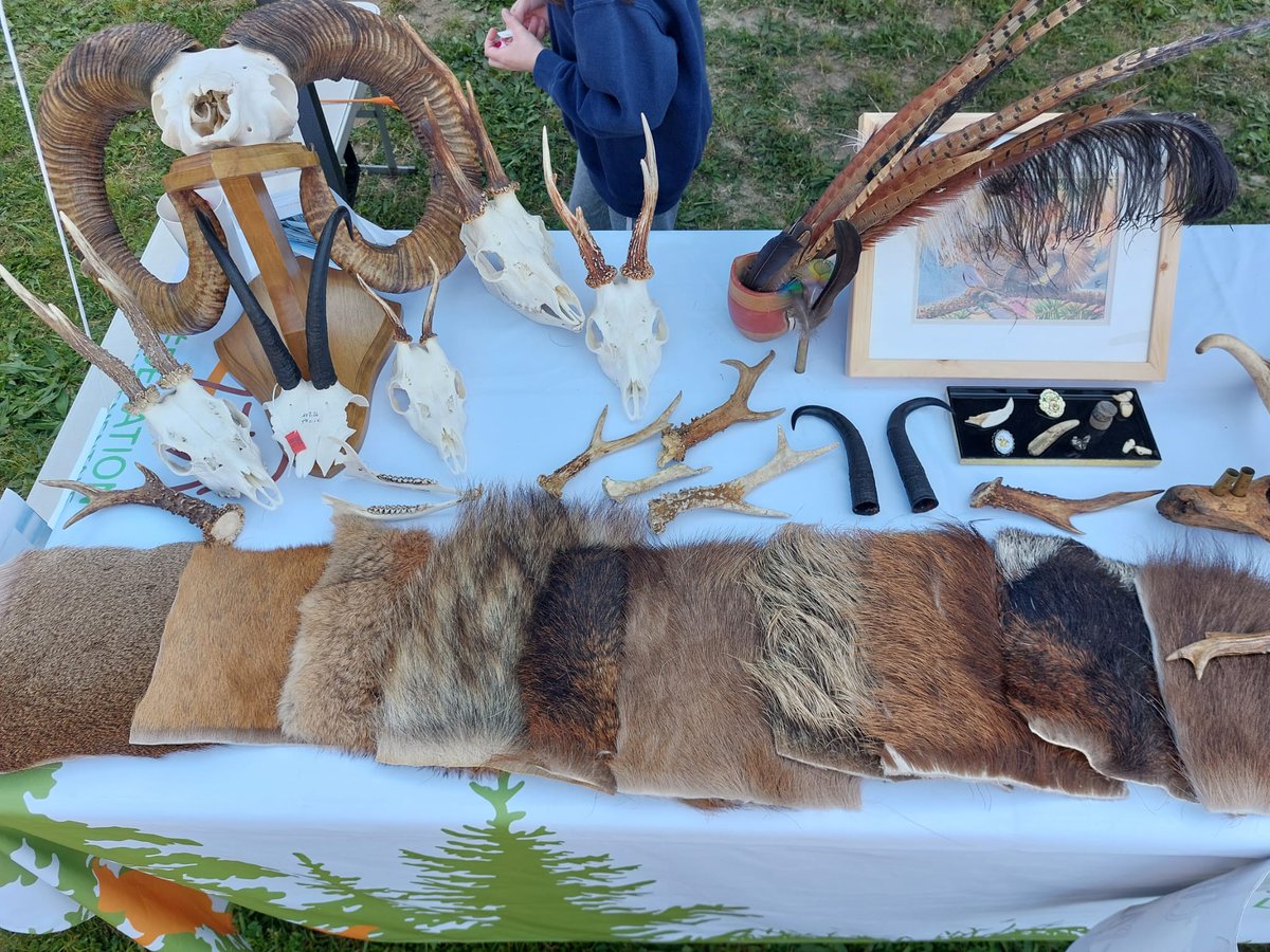 Ce W.E se tenait le salon #SudTradition auquel #ChassePartage participait.
Samedi matin, tout était prêt pour accueillir les visiteurs sur le stand : peaux d'animaux de nos territoires, plumes diverses, empreintes, tir à l'arc pour les enfants et cuisine! 1/12