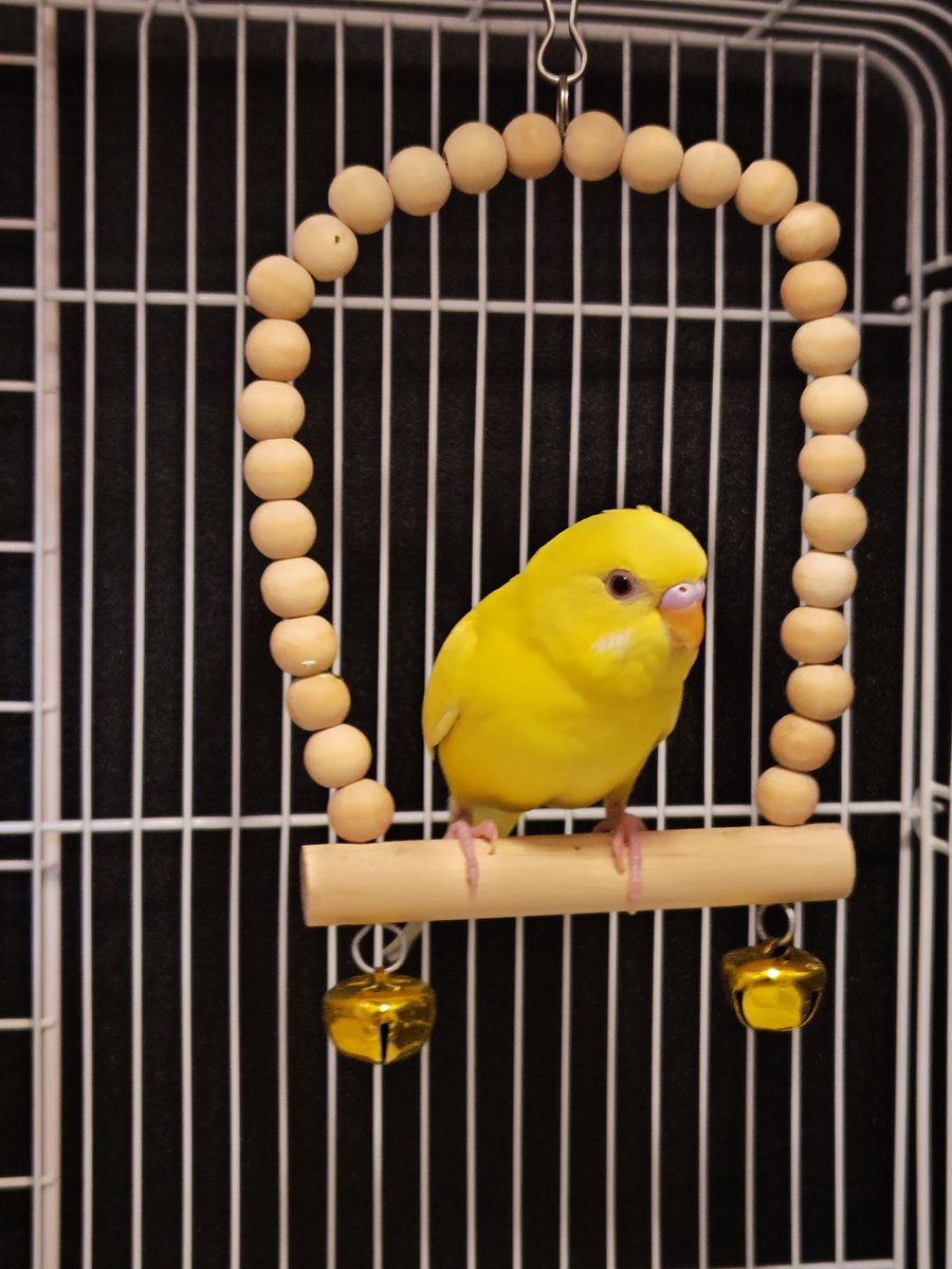 セキセイインコのうたちゃん、ボンちゃんのLINEスタンプ作ってみた✨

前のLINEアカウントもスタンプ何個も作って収益あったのに😭😭

[セキセイインコのうたちゃん、ボンちゃん]
line.me/S/sticker/3044…

#シングルファザー
#セキセイインコ