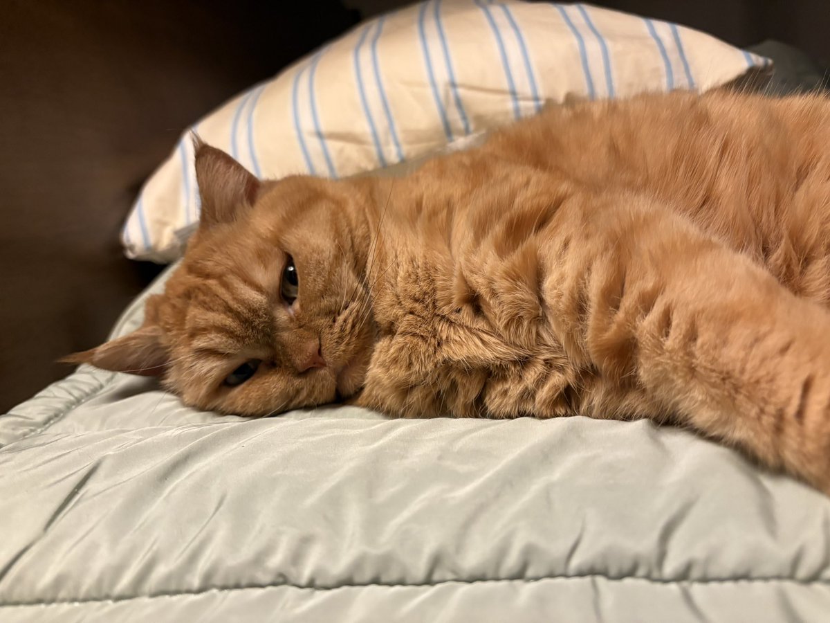 Delphine The Cat (@picalonzo) on Twitter photo 