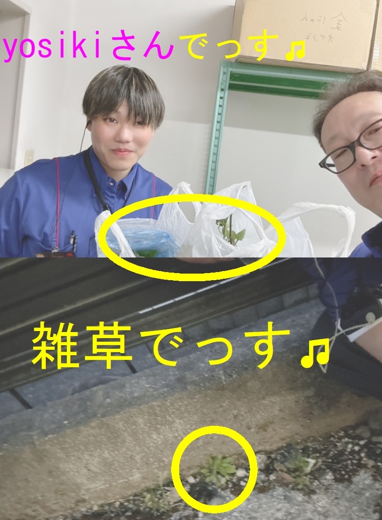 yumetuka_s's tweet image. 今日のしんちゃん
すい、スイ、水曜日っす♪
#きれい にするっす(#^^#)
店舗周りの #雑草🍁とるっす(^^)/
一緒にyoshikiさんが
取ってくださったす(^_-)-☆
ありがとうございまっす( ^)o(^ )
近所の方から温かいお言葉も…………(#^^#)
#マルハン東新田店
#清掃