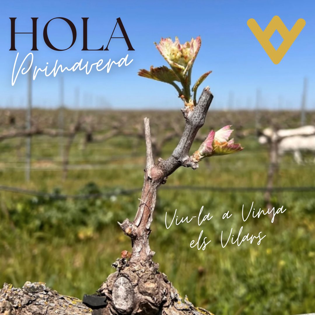 🌱 Ja tenim els primers brots verds als ceps! Primavera, vinyes i l’inici d’una gran temporada d’enoturisme 🍷🍇
Vine a descobrir-la, tastar-la i viure-la amb nosaltres. 💫 Molt més que vinyes.❤

vinyaelsvilars.cat/els-primers-br…