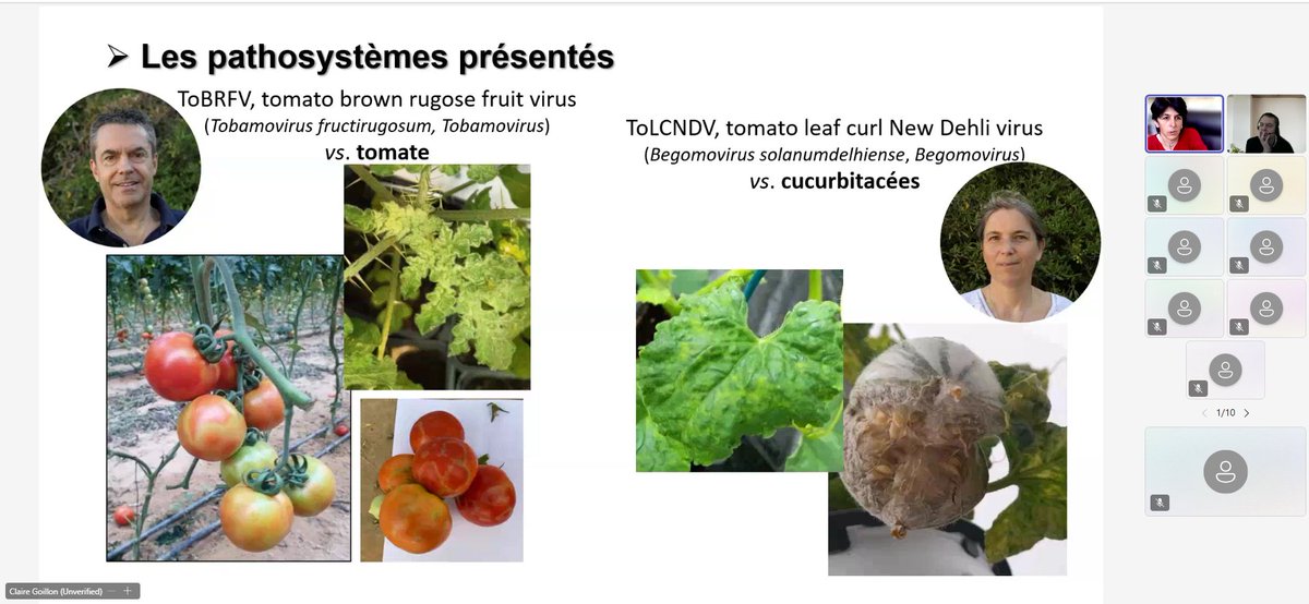 VIRTIGATION - save tomatoes & cucurbits from virus (@virtigation) on Twitter photo 🪶New blog on our website: read the recap from the recent <a href="/INRAE_PV/">INRAE Pathologie végétale</a> & APREL 🇫🇷 #VIRTIGATION lunchtime webinar on the latest developments in emerging #PlantViruses in 🍅🥒: virtigation.eu/recap-of-virti… #H2020 #EUFunded #PlantHealth #PlantScience 🪶New blog on our website: read the recap from the recent <a href="/INRAE_PV/">INRAE Pathologie végétale</a> & APREL 🇫🇷 #VIRTIGATION lunchtime webinar on the latest developments in emerging #PlantViruses in 🍅🥒: virtigation.eu/recap-of-virti… #H2020 #EUFunded #PlantHealth #PlantScience