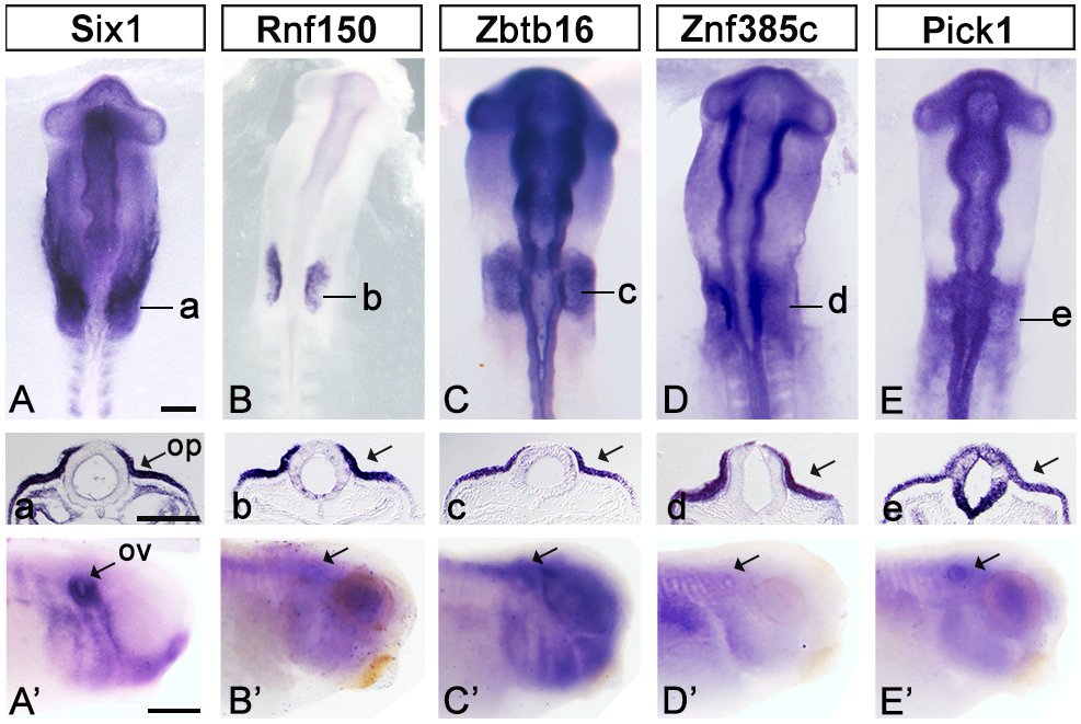 Development (@dev_journal) on Twitter photo Unheard candidate genes for deafness-related syndromes
Read this Research Highlight showcasing work from Ramya Ranganathan, Andrea Streit <a href="/acestreit/">Andrea Streit</a> and colleagues <a href="/CCRB27/">Centre for Craniofacial & Regenerative Biology</a> <a href="/kingsdentistry/">Dentistry, Oral & Craniofacial Sciences at King's</a> <a href="/KingsCollegeLon/">King's College London</a>:
journals.biologists.com/dev/article/15… Unheard candidate genes for deafness-related syndromes
Read this Research Highlight showcasing work from Ramya Ranganathan, Andrea Streit <a href="/acestreit/">Andrea Streit</a> and colleagues <a href="/CCRB27/">Centre for Craniofacial & Regenerative Biology</a> <a href="/kingsdentistry/">Dentistry, Oral & Craniofacial Sciences at King's</a> <a href="/KingsCollegeLon/">King's College London</a>:
journals.biologists.com/dev/article/15…