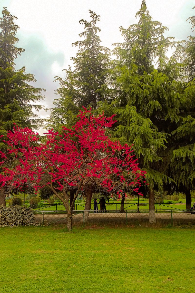 atharnajar18's tweet photo. Spring🌱🌷🌸 2025
. 
@dicbandipora @JandKTourism @NatGeo @RisingKashmir https://t.co/IvJ9V24nwN