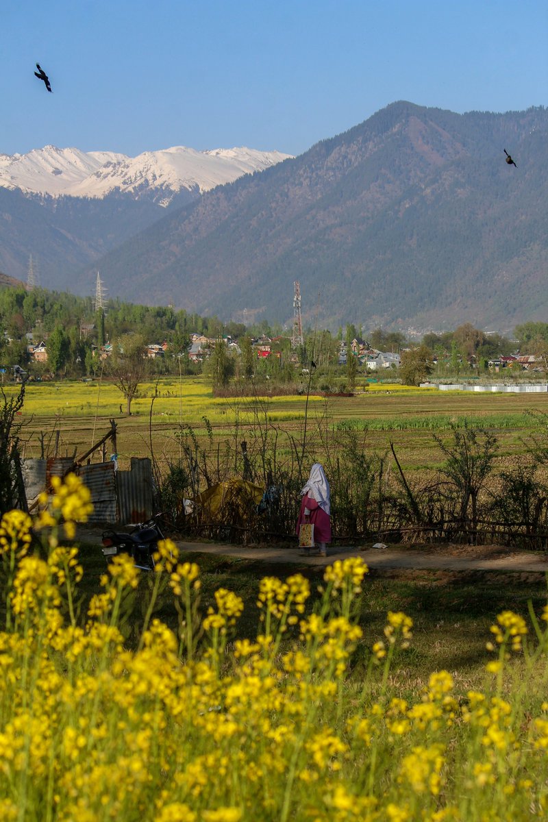 atharnajar18's tweet photo. Spring🌱🌷🌸 2025
. 
@dicbandipora @JandKTourism @NatGeo @RisingKashmir https://t.co/IvJ9V24nwN