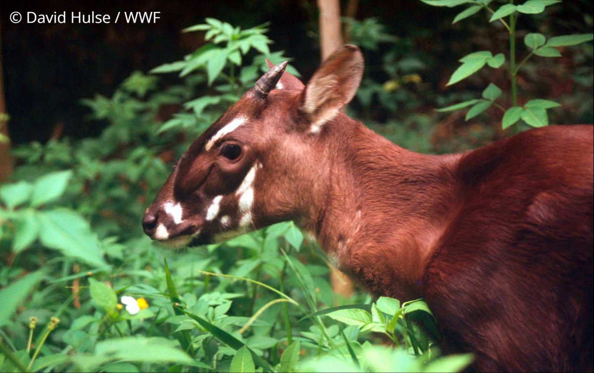 KfW Entwicklungsbank (@kfw_fz) on Twitter photo Einzigartiger Regenwald erhalten: <a href="/KfW_FZ/">KfW Entwicklungsbank</a> und <a href="/WWF_Deutschland/">WWF Deutschland</a> haben ein erfolgreiches Projekt zum Schutz tropischer Regenwälder in Südostasien abgeschlossen. 👉️ wwf.de/themen-projekt… Einzigartiger Regenwald erhalten: <a href="/KfW_FZ/">KfW Entwicklungsbank</a> und <a href="/WWF_Deutschland/">WWF Deutschland</a> haben ein erfolgreiches Projekt zum Schutz tropischer Regenwälder in Südostasien abgeschlossen. 👉️ wwf.de/themen-projekt…