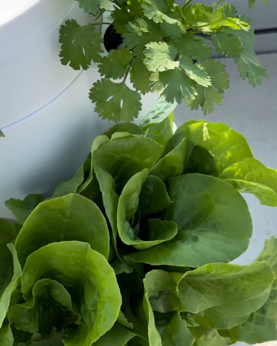 StackandSprout's tweet photo. Lush, leafy, and just steps away 🪴💧 Nothing beats the taste (and ease) of growing your greens at home with Stack &amp; Sprout.
.
.
.
.
.
.
#StackAndSprout #HomeGrownGreens #VerticalGarden #CilantroLove #GrowYourOwn #FreshLettuce #SelfWateringGarden #UrbanFarming #SustainableLiving https://t.co/Kf8PvJKgq6