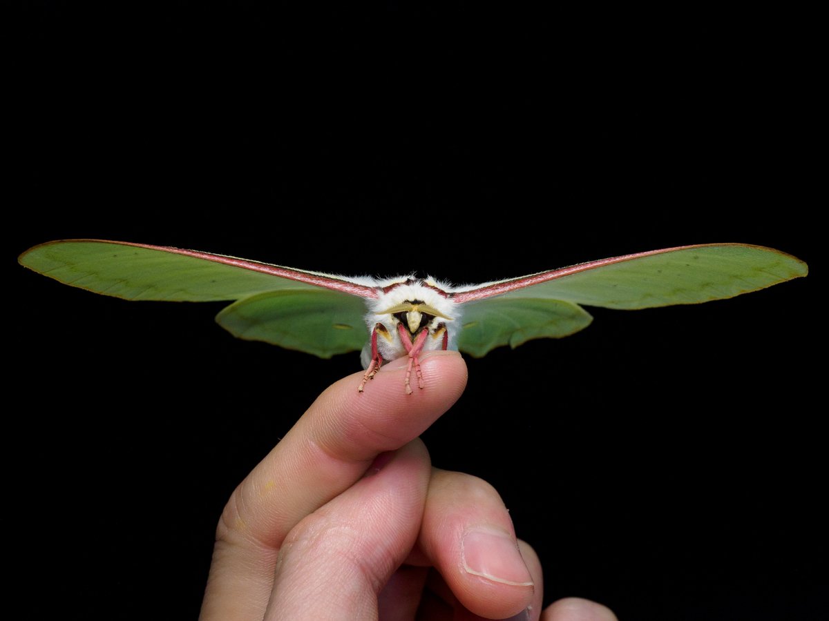 Actiusaliena's tweet image. オオミズアオ