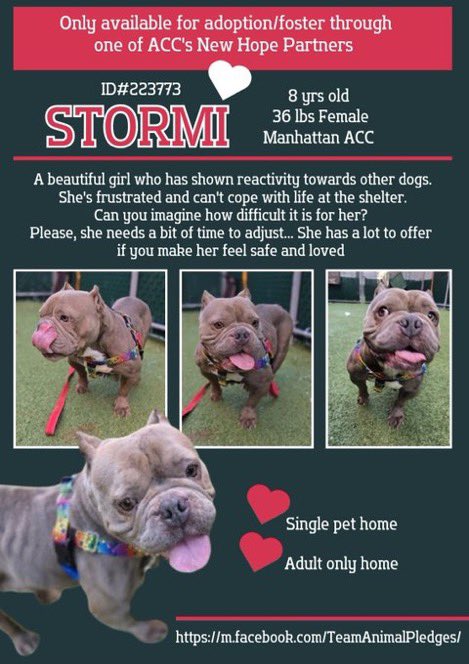 MoishesMom's tweet photo. 🆕Intake- Stormi- 8️⃣ yrs old- Female
🆔2️⃣2️⃣3️⃣7️⃣7️⃣3️⃣ - Manhattan ACC
🆕Hope Rescue 🛟 - 🧑🏼👩 🏡 Y’all know Stormi has the look I ♥️ This Gorgeous Senior Stormi must B the Only
#UnicornFoster #NHRO Pledges
If no 1️⃣ comes she’ll 💉die 😭 We can’t let them 💉her 🙏🏻🤞🏻#SaveStormiNYC https://t.co/nVkcODhwQr