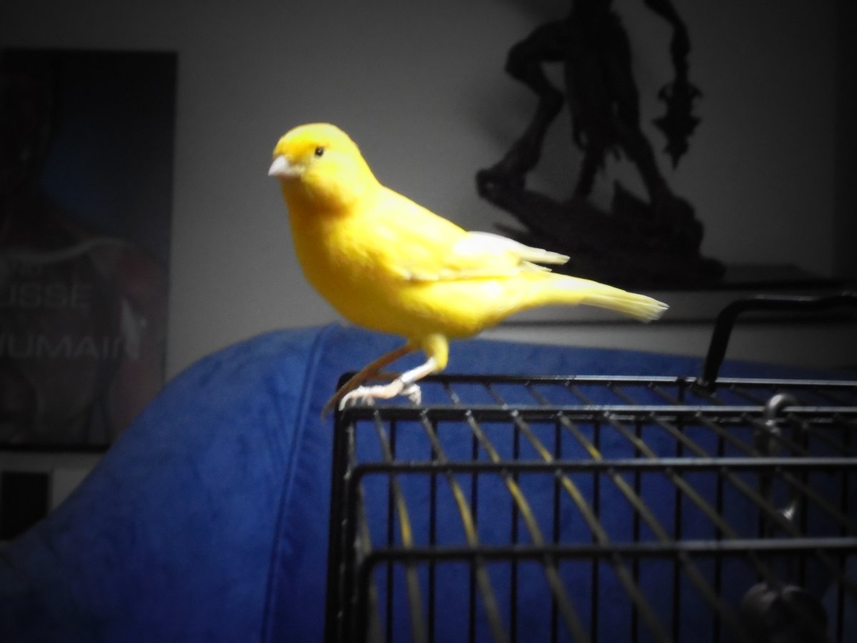 Valmann_FR's tweet photo. @gomar_melade Oh, et lui aussi. Le légendaire Canari qui Chantait Faux https://t.co/XZscZffRL5