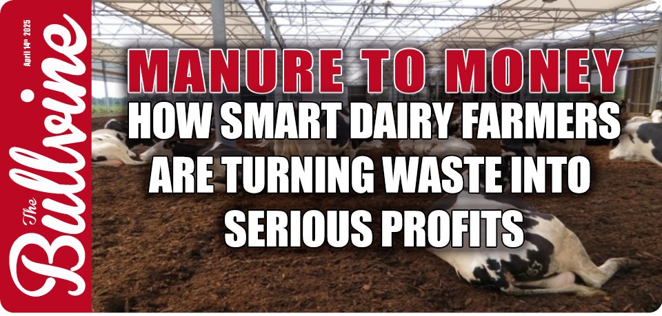 TheBullvine's tweet image. 💰 Are you flushing $15,000 per 100 cows down the drain each year? Smart dairy farmers are turning manure headaches into money makers—saving $18/acre and selling surplus compost at $20/ton. bit.ly/3Yx6H0u 

#DairyProfits #ManureManagement #Innovation