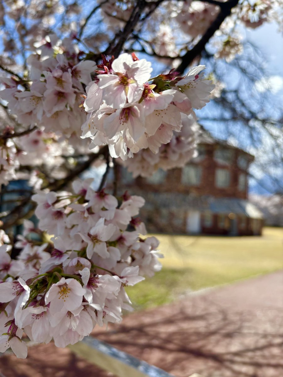 cityhokuto's tweet image. ／
北杜いいとこ
＼

清春芸術村の桜が満開を迎えています！
春風に吹かれる桜の花に
すっかり魅了されてしまいました🌸

#山梨 #北杜 #北杜いいとこ #北杜の桜 #YM
