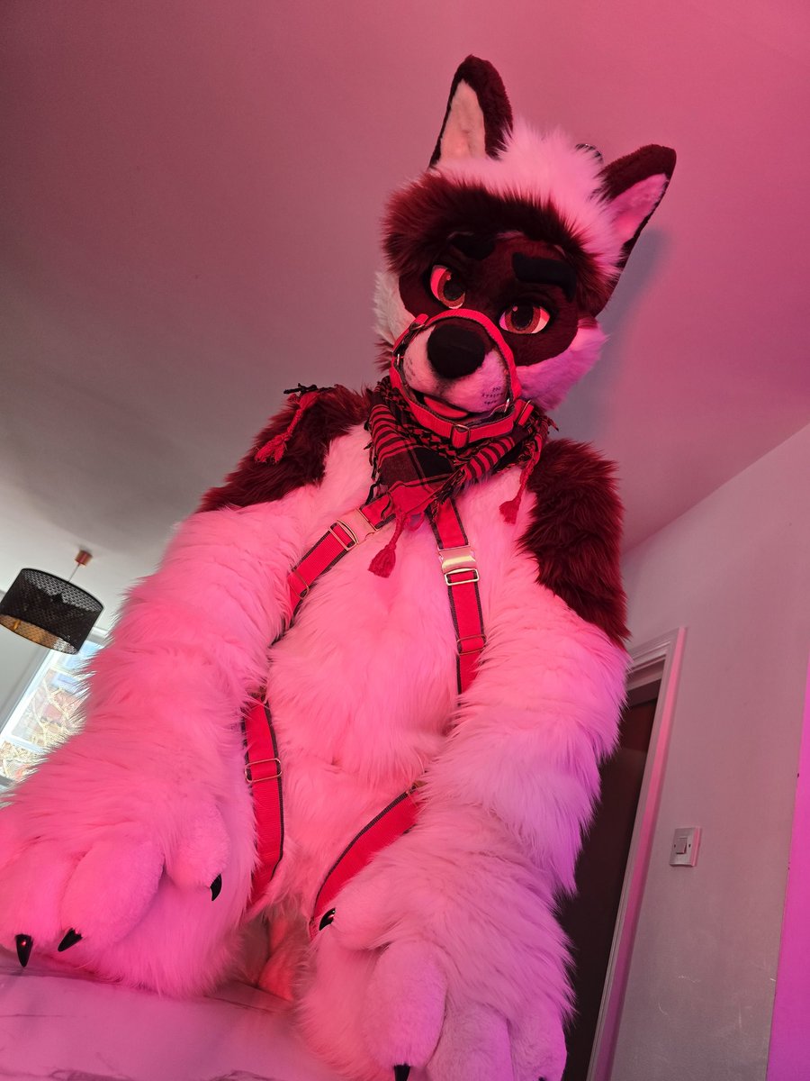 Yeah, I'm on your kitchen island, what are you going to do about it? 😏

📸 <a href="/InfinityFloof/">Infinity</a> 
#MixedCandyMonday