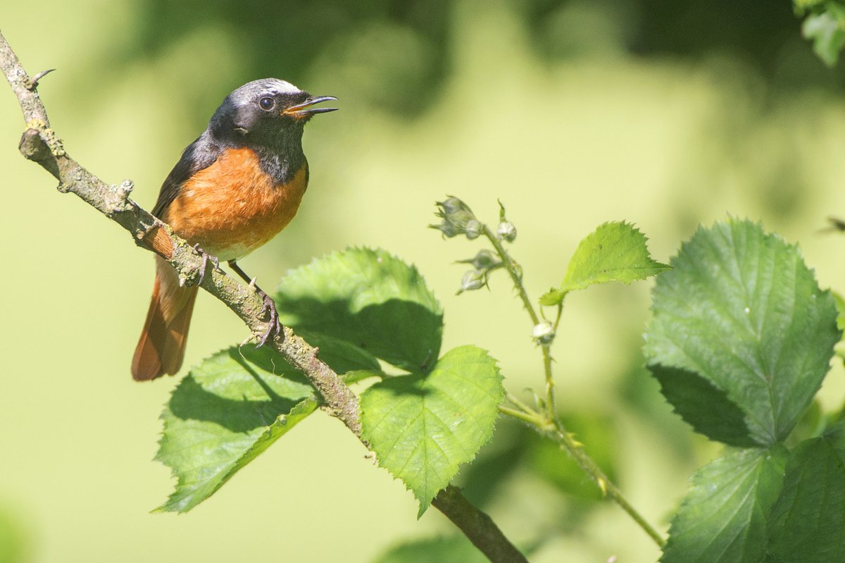 De #gekraagderoodstaart is terug in de NFW!🐦 Ecoloog Ernst Oosterveld hoorde de eerste zang bij Surhuizum. <a href="/altwym/">Altenburg & Wymenga</a> start met onderzoek naar broedvogels en vleermuizen in het gebied. Grondeigenaren kunnen daarom onderzoekers in het veld tegenkomen: ap.lc/evWET