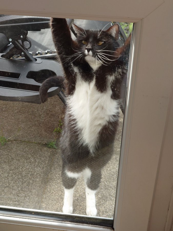 SusanCalman's tweet photo. Susan's #CatOfTheDay is Sesto.

Thank you @HeidiRoseC for sharing this pic! https://t.co/nYl3ufKjMV