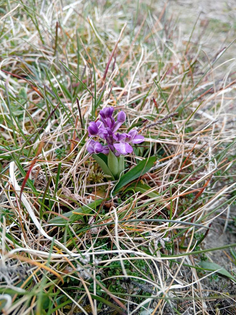 Bore da pawb 
And begins Orchid season 
Green winged Orchids at Pembrey Burrows LNR