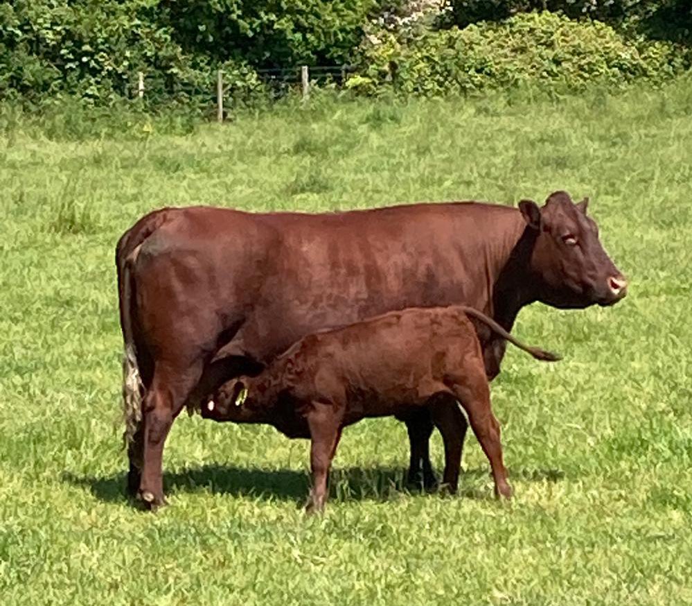 Join us for Soil to Sustainability: Pathways to Net Zero Farming.

We are excited to invite farmers to a free event focusing on Soil, Grassland &amp; Catchment Management providing valuable insights into a whole farm approach to sustainable farming.

📍Cot Lane, Biddenden, Ashford,