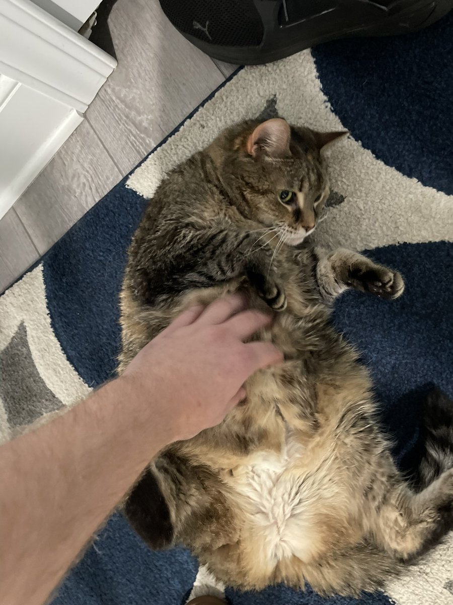 jstan610's tweet photo. A few of my favorite photos from the past few months. As I woke up this morning to see you peacefully joined your brother Scooby. You were the life of my for the last 17 years. I remember being an 8 year old little boy getting a kitten named Carly. Fly high bestfriend 😭💔 https://t.co/CLnEdPM1cE