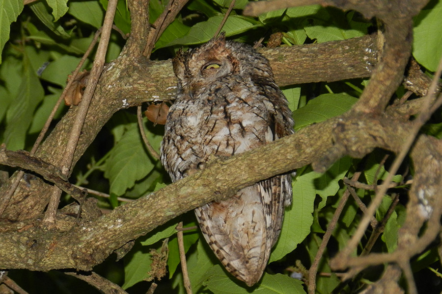 amukalodge's tweet photo. 🦉✨ Master of Hide &amp; Sleep!
Can you spot the owl? 😴 This feathered ninja is giving hide-and-seek champion energy—camouflaged so well it almost fooled us into thinking it was part of the tree! 🌳🕵‍♀
Nature’s stealth mode: activated.

📍Spotted on a magical night walk https://t.co/zZ6PBwhzmn