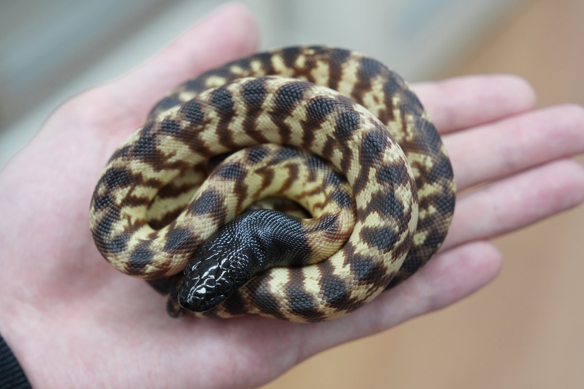 かねだい伊勢原店 【爬虫類】 tweet media