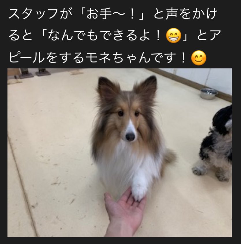 ペットホテルからのメールで一番ほっこりしたやつ
モネちん、誰にでもお手するやん・・・
