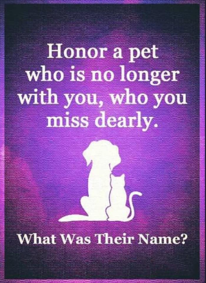 𝕏 Dogs tweet media