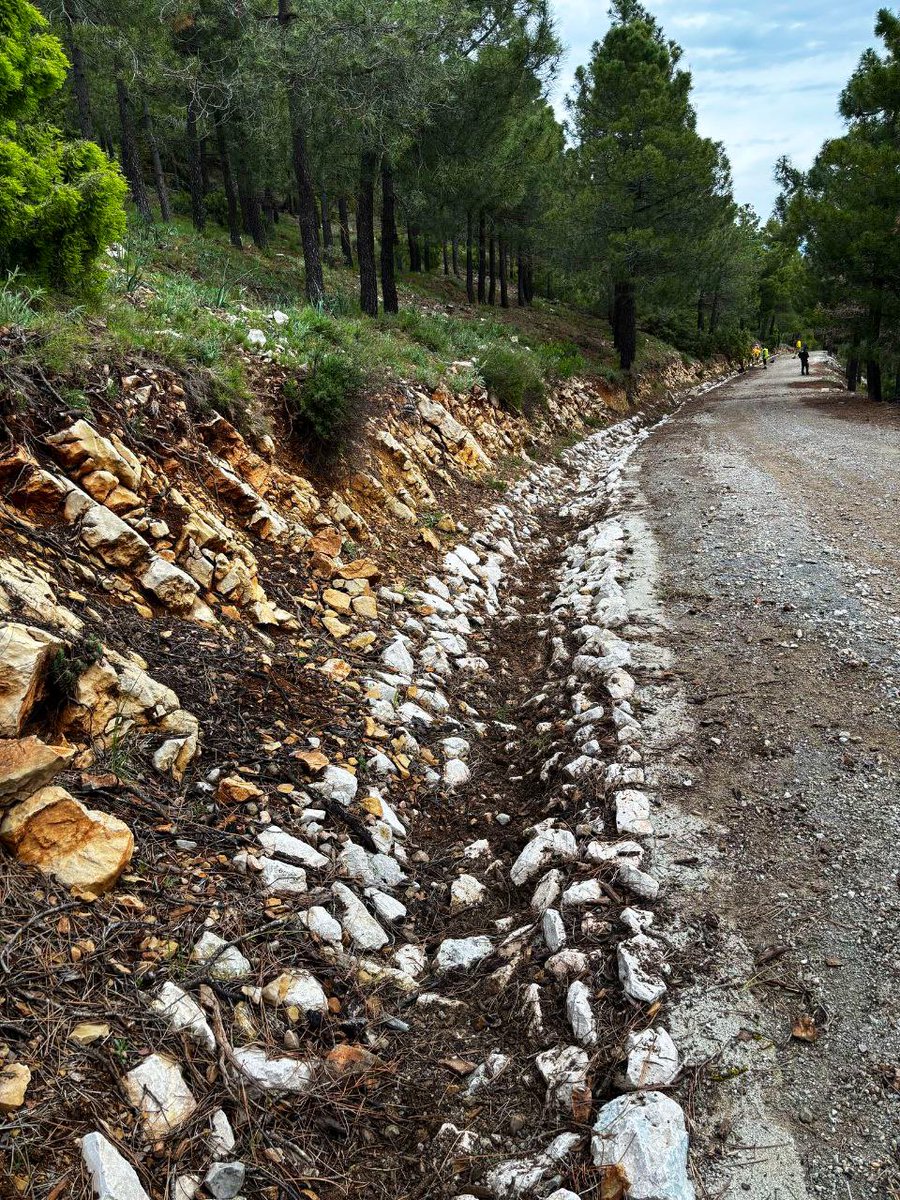 MurciaForestal's tweet image. [INCIDENCIAS]

Este fin de semana agentes medioambientales @aamm_murcia y BBFF @defensaforeMUR han atendido diversas incidencias en el medio natural

📸 Pino con riesgo de caída en Casa Vicario #Caravaca
📸 Pino caído y desperfectos en subida al punto vigilancia ECO-15 #Mula