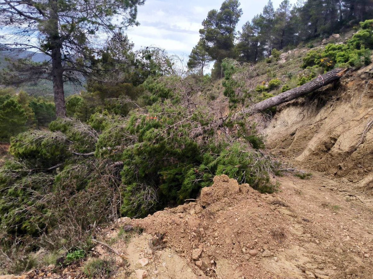 MurciaForestal's tweet image. [INCIDENCIAS]

Este fin de semana agentes medioambientales @aamm_murcia y BBFF @defensaforeMUR han atendido diversas incidencias en el medio natural

📸 Pino con riesgo de caída en Casa Vicario #Caravaca
📸 Pino caído y desperfectos en subida al punto vigilancia ECO-15 #Mula