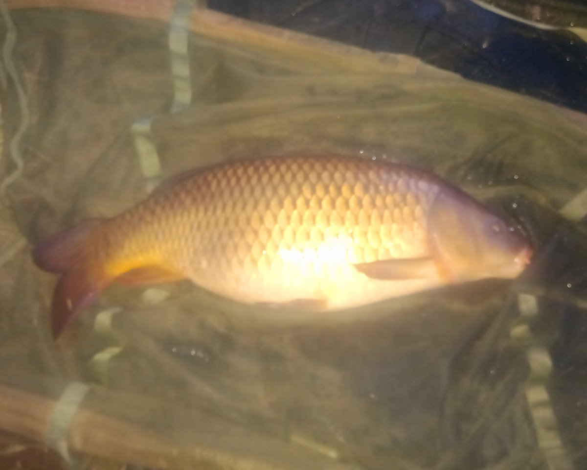 Matthew06156020's tweet photo. #angling #fishing #carp #carpfishing 
Quick overnight  session, three fishing. Two commons and a mirror.
16.10, 16.2 and 15.1. https://t.co/QsVaxYmKRo