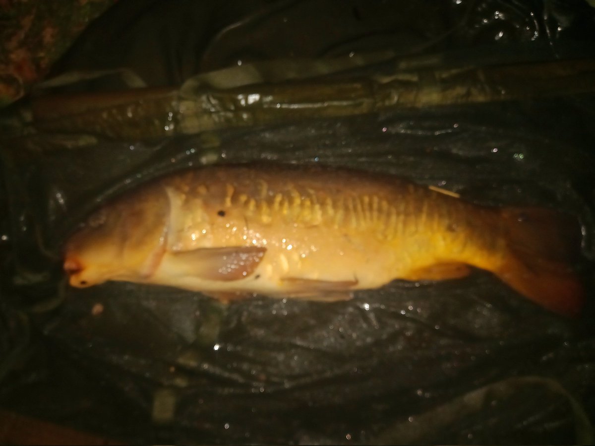 Matthew06156020's tweet photo. #angling #fishing #carp #carpfishing 
Quick overnight  session, three fishing. Two commons and a mirror.
16.10, 16.2 and 15.1. https://t.co/QsVaxYmKRo